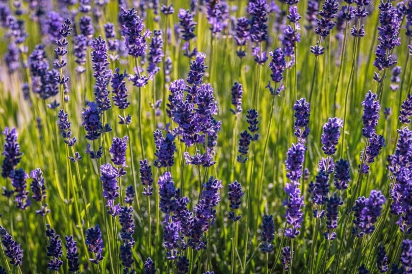 Lawenda wąskolistna (Lavandula angustifolia) Byliny odporne na suszę
