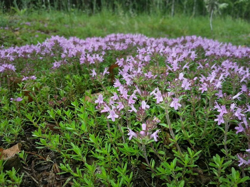 Macierzanka piaskowa (Thymus serpyllum) Rośliny zadarniające – sposób na ogród bez chwastów