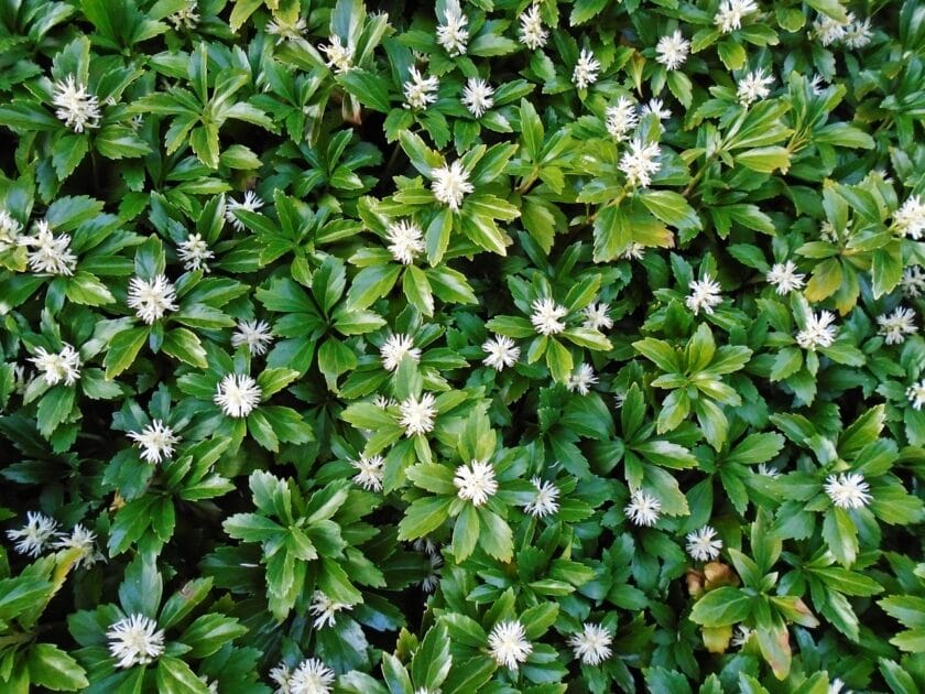 Runianka japońska (Pachysandra terminalis) Rośliny zadarniające – sposób na ogród bez chwastów