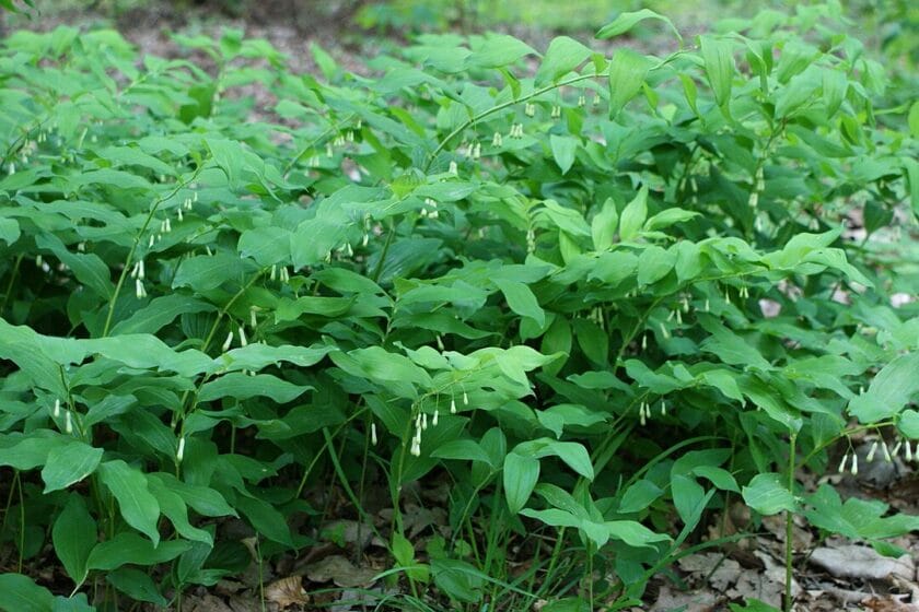 Kokoryczka wielokwiatowa (Polygonatum multiflorum)