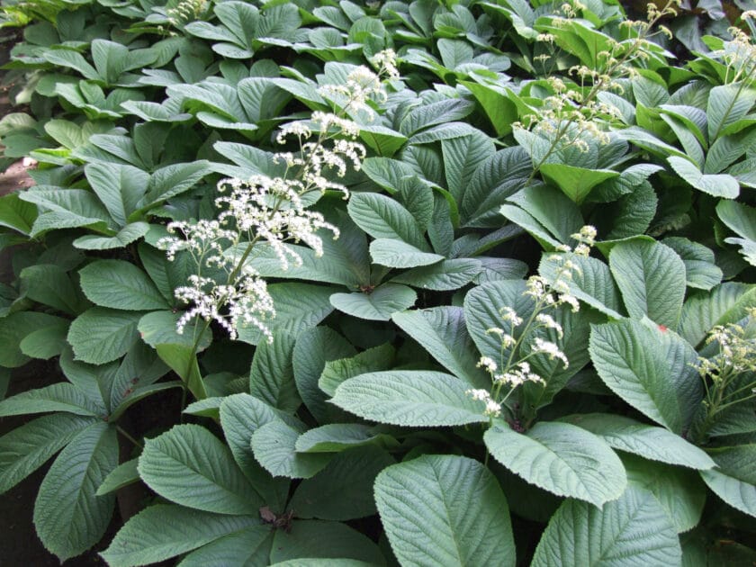 Rodgersja (Rodgersia aesculifolia)
