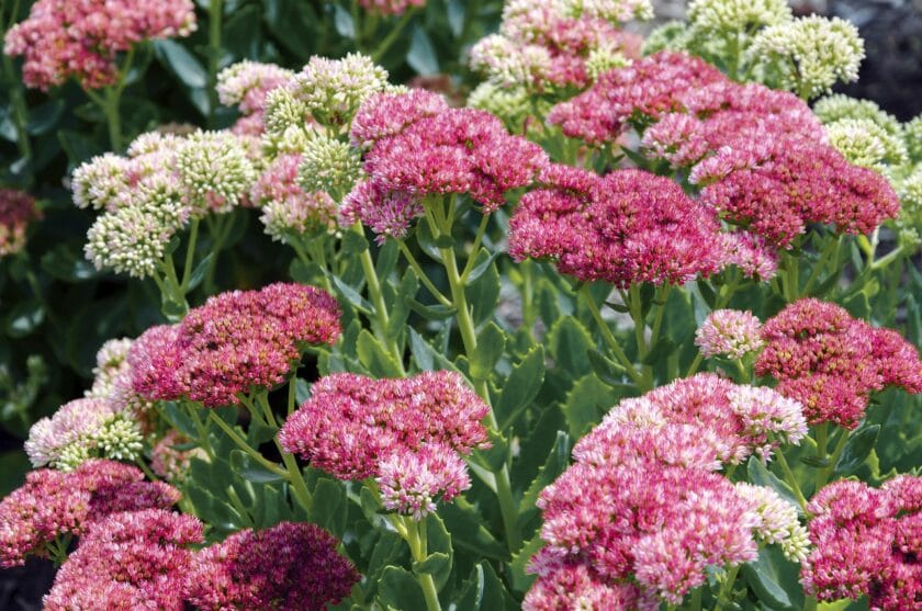 Rozchodnik (Sedum)