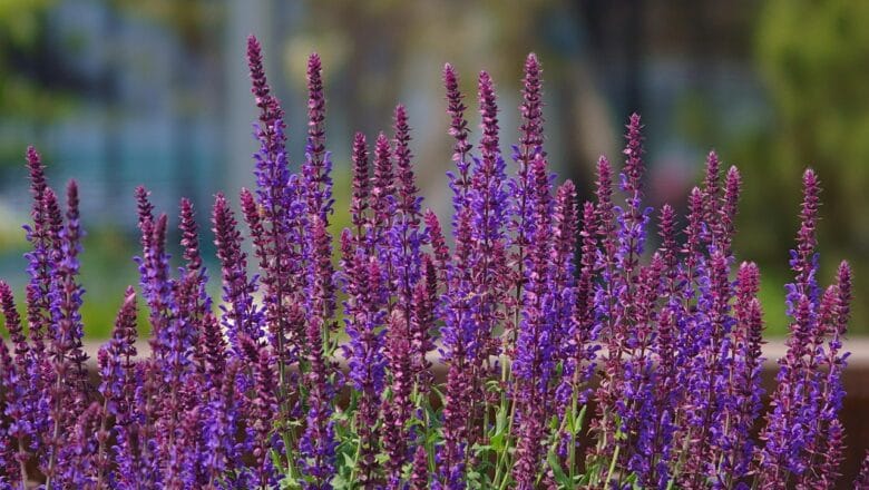 Byliny odporne na suszę – pielęgnacja w trudnych warunkach