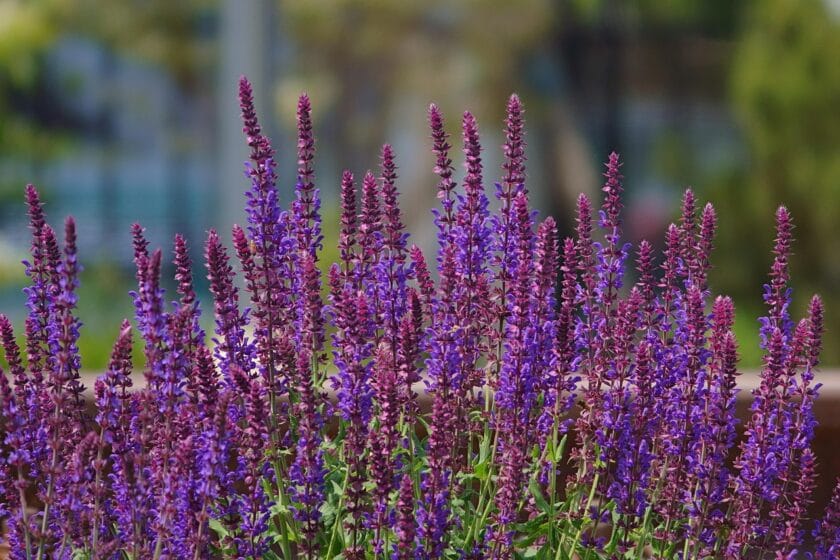 Szałwia omszona (Salvia nemorosa) Byliny odporne na suszę