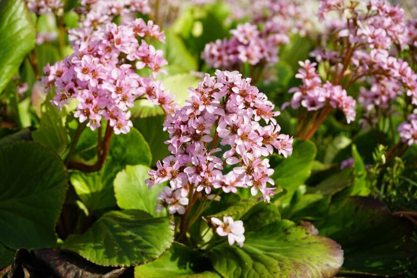 Bergenia sercolistna (Bergenia cordifolia) Byliny do cienia i wilgoci