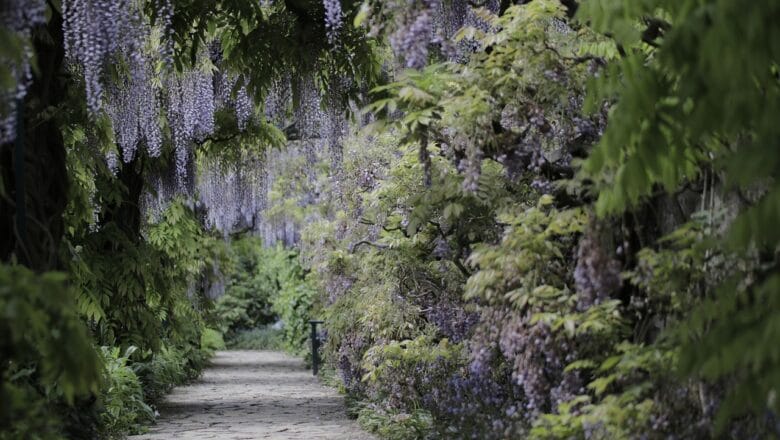 Byliny do cienia i wilgoci – rośliny do trudnych miejsc