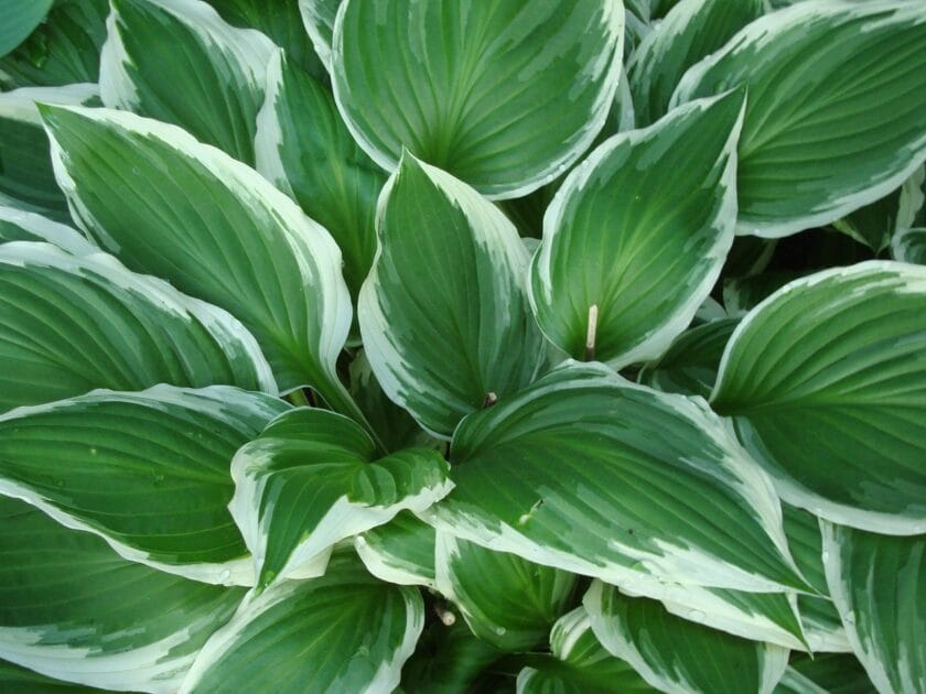 Funkia (Hosta) Byliny do cienia i wilgoci