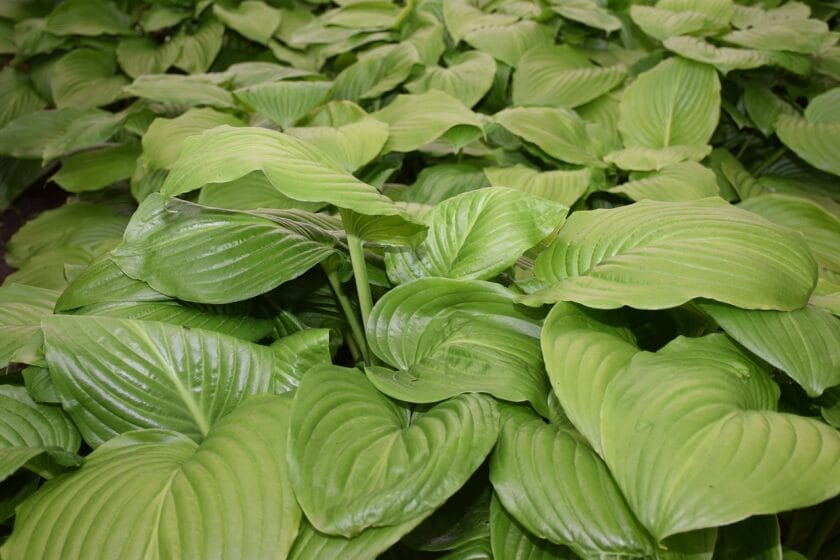Hosta (Funkia)