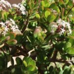 Grubosze (Crassula) – uprawa i pielęgnacja w domu – poradnik
