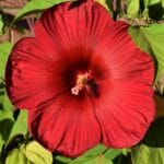 Hibiskus bagienny – egzotyczny klejnot w polskim ogrodzie