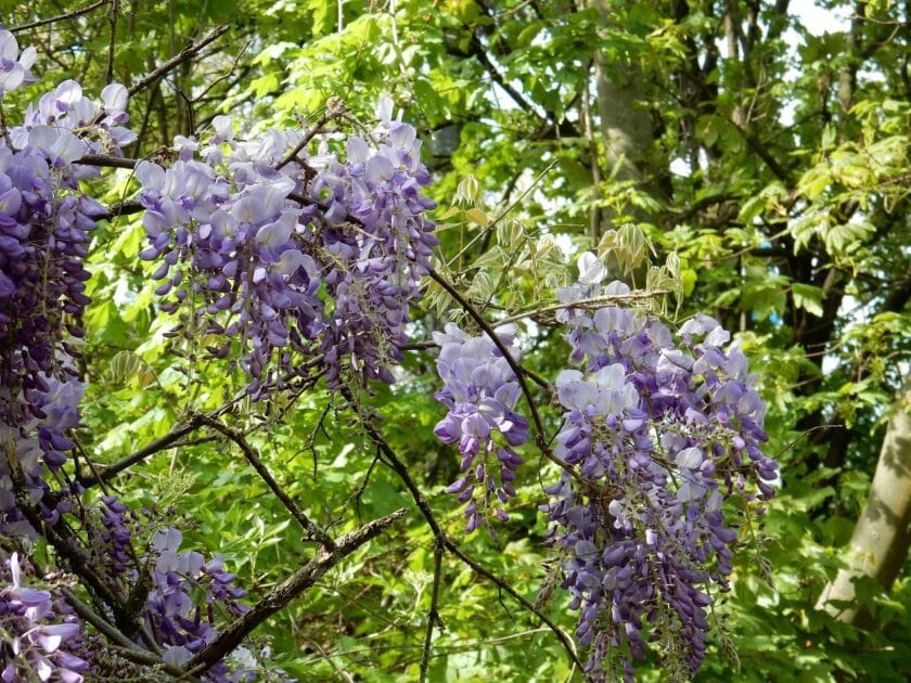 Glicynia rosnąca na innym drzewie
