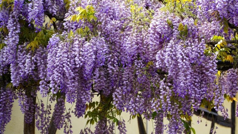 Glicynia – piękna roślina, która może zniszczyć twoje drzewa
