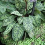 Homalomena wallisii – uprawa, odmiany i najczęstsze problemy