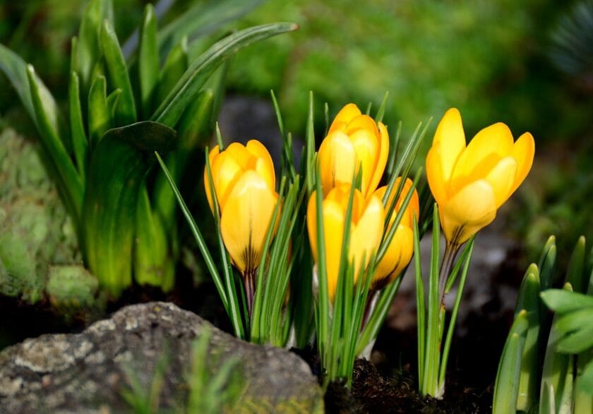 Jak przygotować ogród do wiosny – kompleksowy poradnik