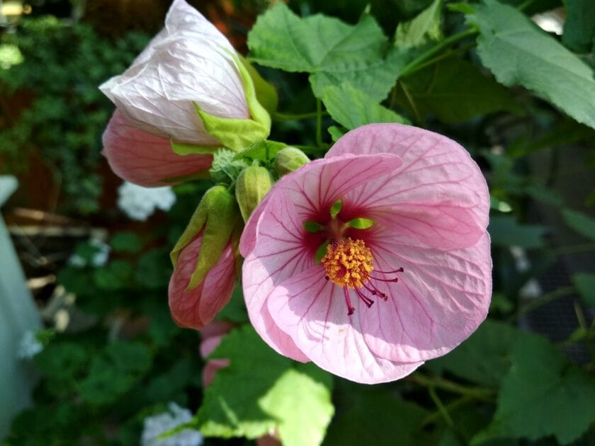Abutilon kwiaty różowe